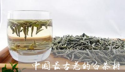 中国最古老的白茶树/2023121670715