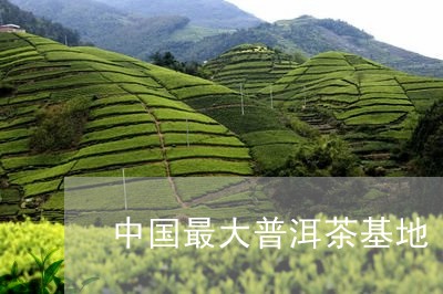 中国最大普洱茶基地/2023091437262