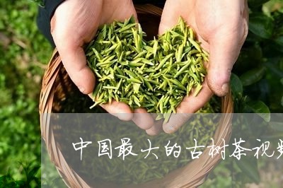 中国最大的古树茶视频/2023071643626