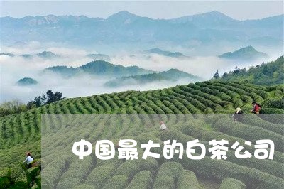 中国最大的白茶公司/2023121605267
