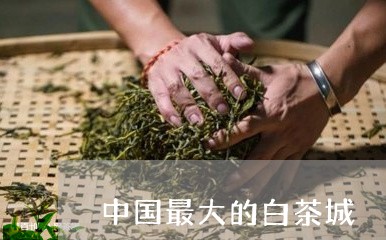 中国最大的白茶城/2023061494817