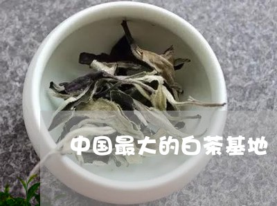 中国最大的白茶基地/2023121601612