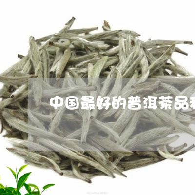 中国最好的普洱茶品种/2023100625259