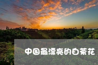 中国最漂亮的白茶花/2023081228382