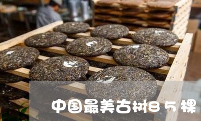 中国最美古树85棵/2023042276848