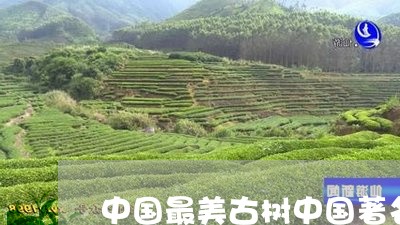 中国最美古树中国著名古树/2023051126249