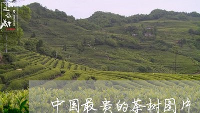 中国最贵的茶树图片/2023042381127