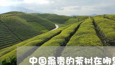 中国最贵的茶树在哪里/2023071550783