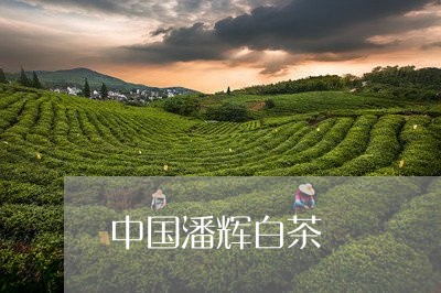 中国潘辉白茶/2023051308270