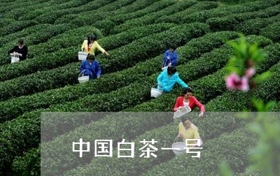 中国白茶一号/2023051382916