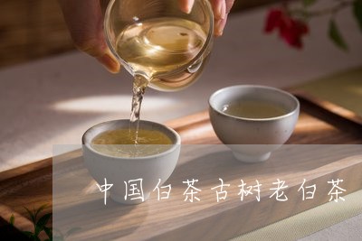 中国白茶古树老白茶/2023121604835