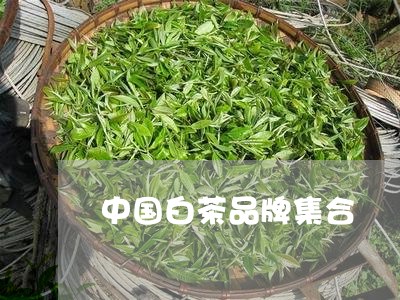 中国白茶品牌集合/2023111573936