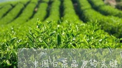 中国白茶品质的关键/2023121635827