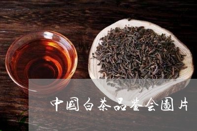 中国白茶品鉴会图片/2023121697470