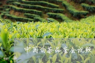 中国白茶品鉴会视频/2023121642604