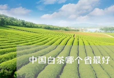 中国白茶哪个省最好/2023071453157