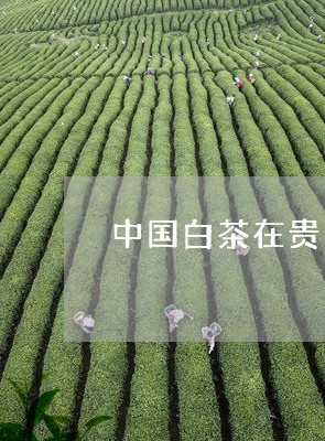 中国白茶在贵州哪里/2023121605270