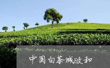 中国白茶城政和/2023112441636