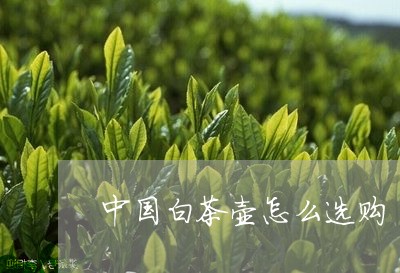 中国白茶壶怎么选购/2023121668382
