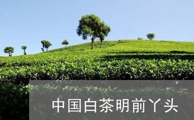 中国白茶明前丫头/2023061496152