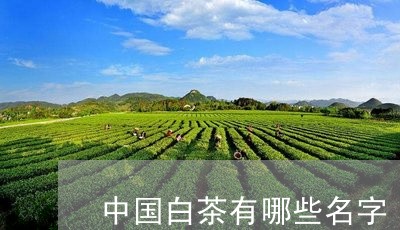 中国白茶有哪些名字/2023071457383