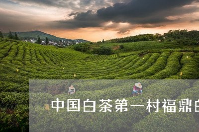 中国白茶第一村福鼎白茶/2023092118372