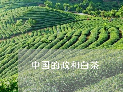 中国的政和白茶/2023112430504