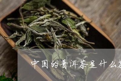 中国的普洱茶是什么茶/2023100886048