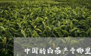 中国的白茶产于哪里/2023081161604