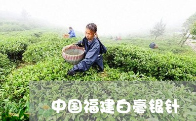 中国福建白毫银针/2023061453605