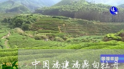 中国福建福鼎白牡丹/2023120583979