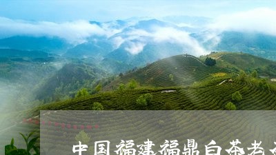 中国福建福鼎白茶老茶/2023120837471