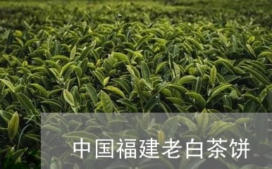 中国福建老白茶饼/2023061421505