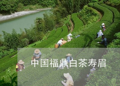 中国福鼎白茶寿眉/2023061438474