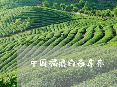 中国福鼎白茶库存/2023061417351