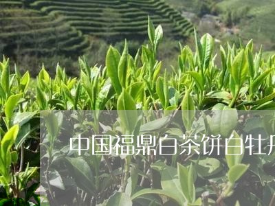 中国福鼎白茶饼白牡丹/2023092082815