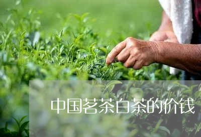 中国茗茶白茶的价钱/2023081162704