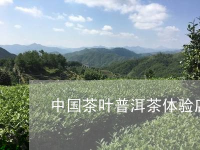 中国茶叶普洱茶体验店/2023062176249