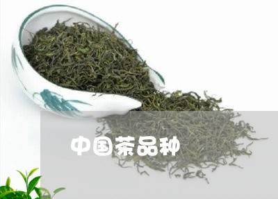 中国茶品种/2023122082716