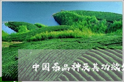中国茶品种及其功效发源地/2023051179572
