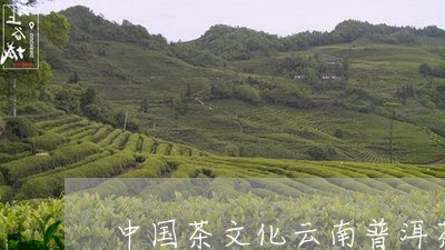 中国茶文化云南普洱茶/2023092974958