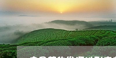 中国茶的发源地到底在哪里/2023051157273