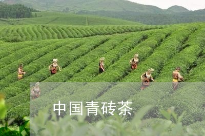 中国青砖茶/2023090213857