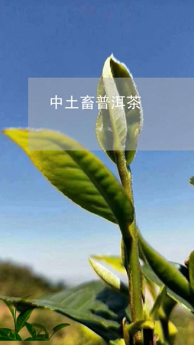 中土畜普洱茶/2023042730546