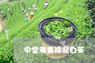 中堂雅集福鼎白茶/2023061449271