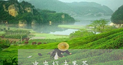 中央打击黑茶/2023042976682