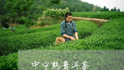 中宁熟普洱茶/2023042774185