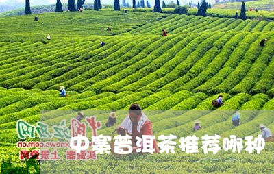 中寨普洱茶推荐哪种/2023110562724