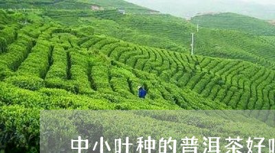 中小叶种的普洱茶好吗能喝吗/2023110405369