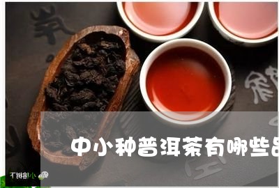 中小种普洱茶有哪些品种/2023082432614